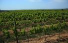 El proyecto turístico de la Ruta del Vino coge como base la cultura del vino. En la imagen, viñedos de Olite.