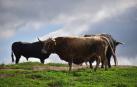 Camadas previstas para San Fermín listas y ninguna certeza para la Feria del Toro