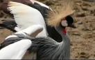 Un pianista profesional para relajar a los animales en el zoo
