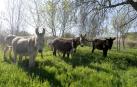 Diez burros para el control herbáceo en Falces