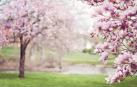 Imagen de un paseo lleno de árboles en flor durante la primavera