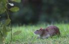 Las ratas, esos indeseados vecinos de la rotonda