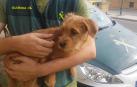 Un cachorro, en brazos de un agente de la Guardia Civil.