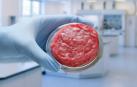Una muestra de carne artificial en un laboratorio.