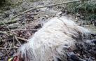 Alertan del incremento de ataques de perros de compañía a ganado
