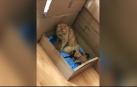 Vídeo: Una gata lleva a sus crías enfermas hasta una clínica veterinaria en Turquía