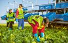 Florette cerrará 2018 con un récord de ventas de 190 millones