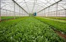 Imagen de uno de los invernaderos en los que Florette cultiva sus vegetales.