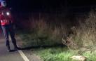 Policía Foral atiende tres accidentes con animales en menos de media hora