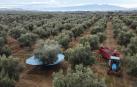 Los trujales de la Ribera logran un nuevo récord de producción de aceite