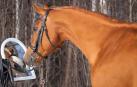 Un caballo, frente a un espejo.