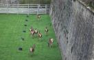 El parque de la Taconera alberga actualmente a ocho de los cuarenta ciervos que tuvo anteriormente.