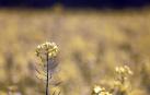 Imágenes de campos de colza en Navarra