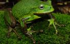 Nueva especie de rana marsupial del género Gastrotheca descubierta en la Amazonía peruana
