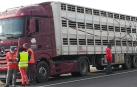 Policía Foral realiza controles de bienestar animal en el transporte