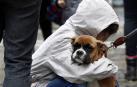 Nuevo grave caso de maltrato animal en Navarra