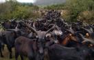 Castillonuevo y las cabras de la discordia
