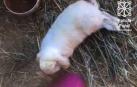 Investigados cuatro menores por golpear y matar a varios animales en una finca