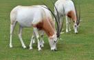Dos ejemplares de oryx blanco.