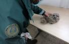Rescatada una cría de búho en un paraje de Artajona