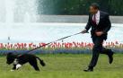 Muere "Bo", uno de los perros de la familia Obama