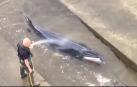 Rescatan a una ballena varada en el río Támesis