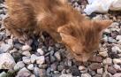 Rescatados 5 cachorros de gato abandonados en una maleta cerrada herméticamente