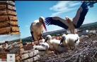 Cigüeñas de Tudela..., en directo por YouTube