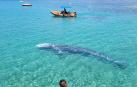 Ballena gris en la zona de Calvià (Mallorca).