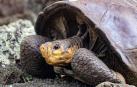 Encuentran una tortuga en las Galápagos que se creía extinguida hace más de 100 años