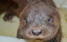Nace en Sendavia el cuarto ejemplar de nutria europea, especie amenazada
