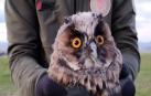 Liberación de un buho chico por el Guarderío de Medio Ambiente