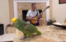 Tico, el loro que canta clásicos del rock y arrasa en las redes