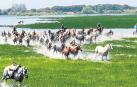 Saca de yeguas en Doñana, suplemento Andalucía es inmensa-