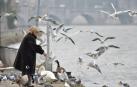 El problema del exceso de gaviotas en las islas Cíes