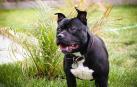 Staffordshire Bull Terrier