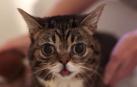 Por qué los gatos tienen más éxito en internet que cualquier otro animal