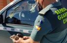 La Guardia Civil rescata una cría de águila ratonera desnutrida en Tafalla