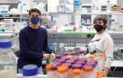 Dos investigadores de la UPNA plantean usar bacterias contra la polilla del boj