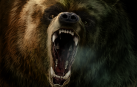 Cartel de la exposición 'Spelaeu's, dedicada a los osos de las cavernas (ursus spelaeus).