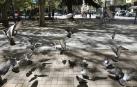 Pamplona actuará en dormideros para reducir el número de palomas