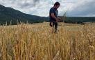 El pedrisco ya ha ocasionado daños por más de 5 millones en el campo navarro