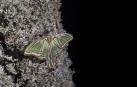 Navarra halla una luz de esperanza para la mariposa Graellsia isabellae