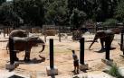 Baños de agua y barro para 'Susi', 'Yoyo' y 'Bully', elefantas del Zoo de Barcelona