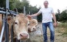 Palacios, con algunas vacas que todavía no ha subido al Orhi a pasar los meses de verano