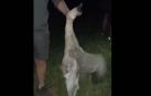 Vídeo difundido por Policía Foral del animal maltratado.