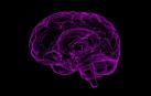 Un cerebro humano