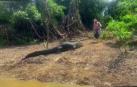 El hombre se ha ganado el corazón del enorme reptil alimentándolo todos los días