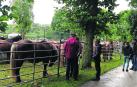 El paraje de Kuatropea vio recuperada la feria de septiembre de Burguete este domingo