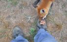 Los animales terminaron por confiar y comieron de las botas de Julián, así como de su mano